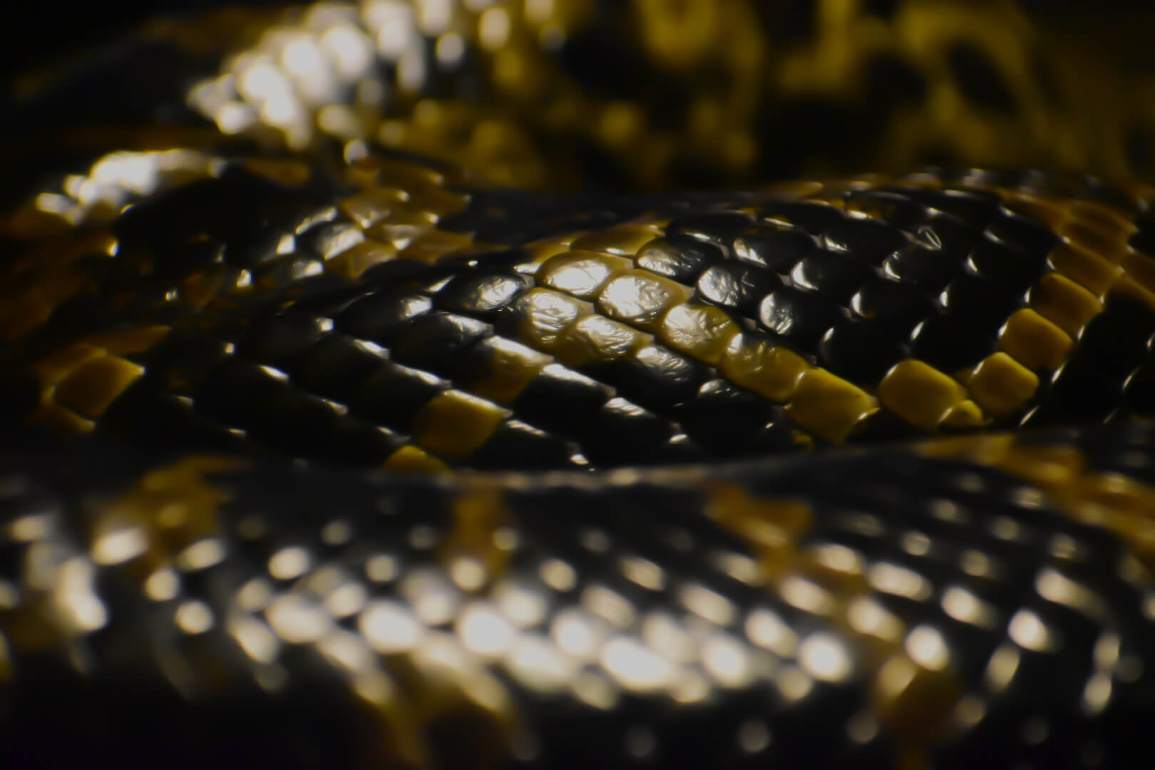 Snake2