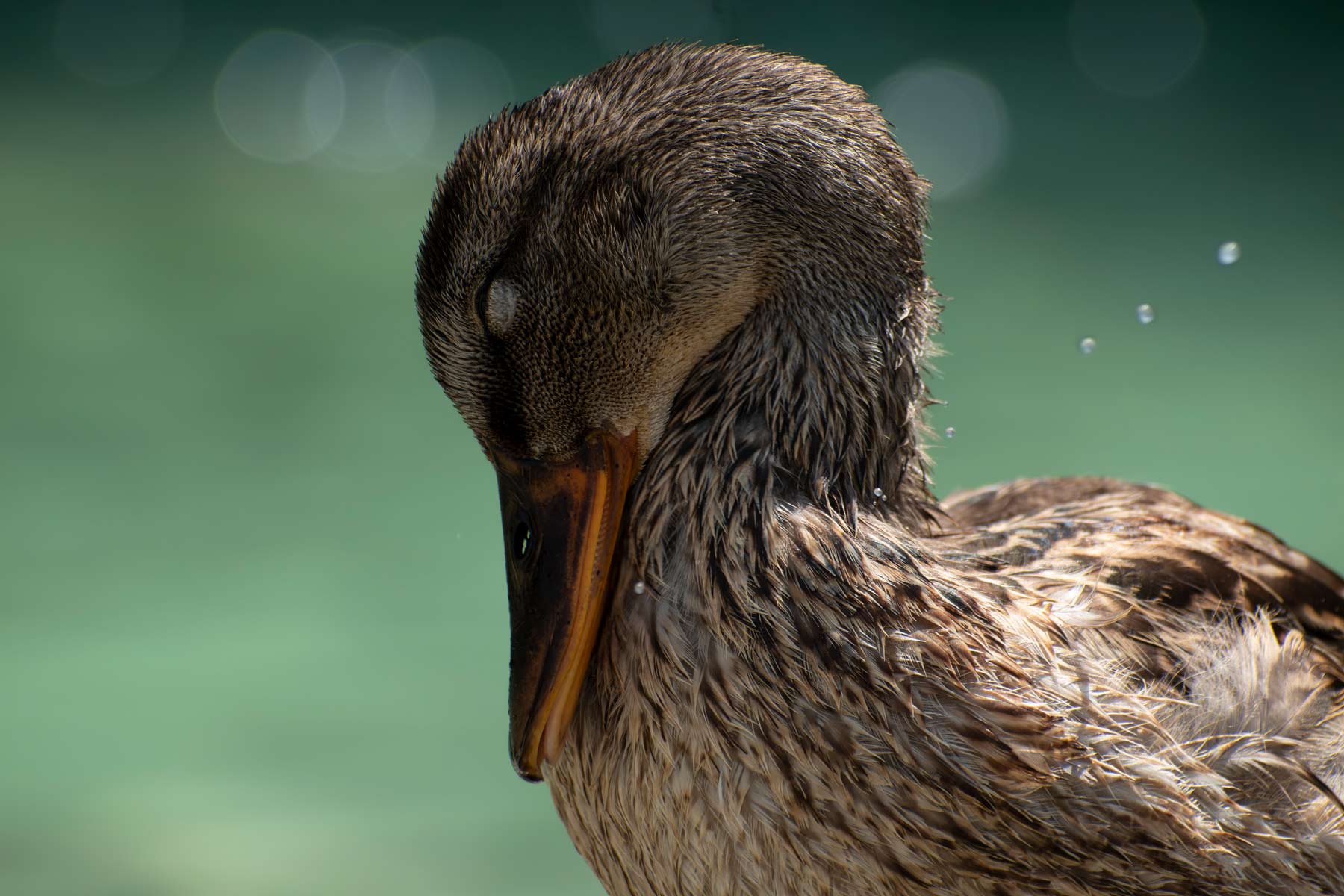 Duck2
