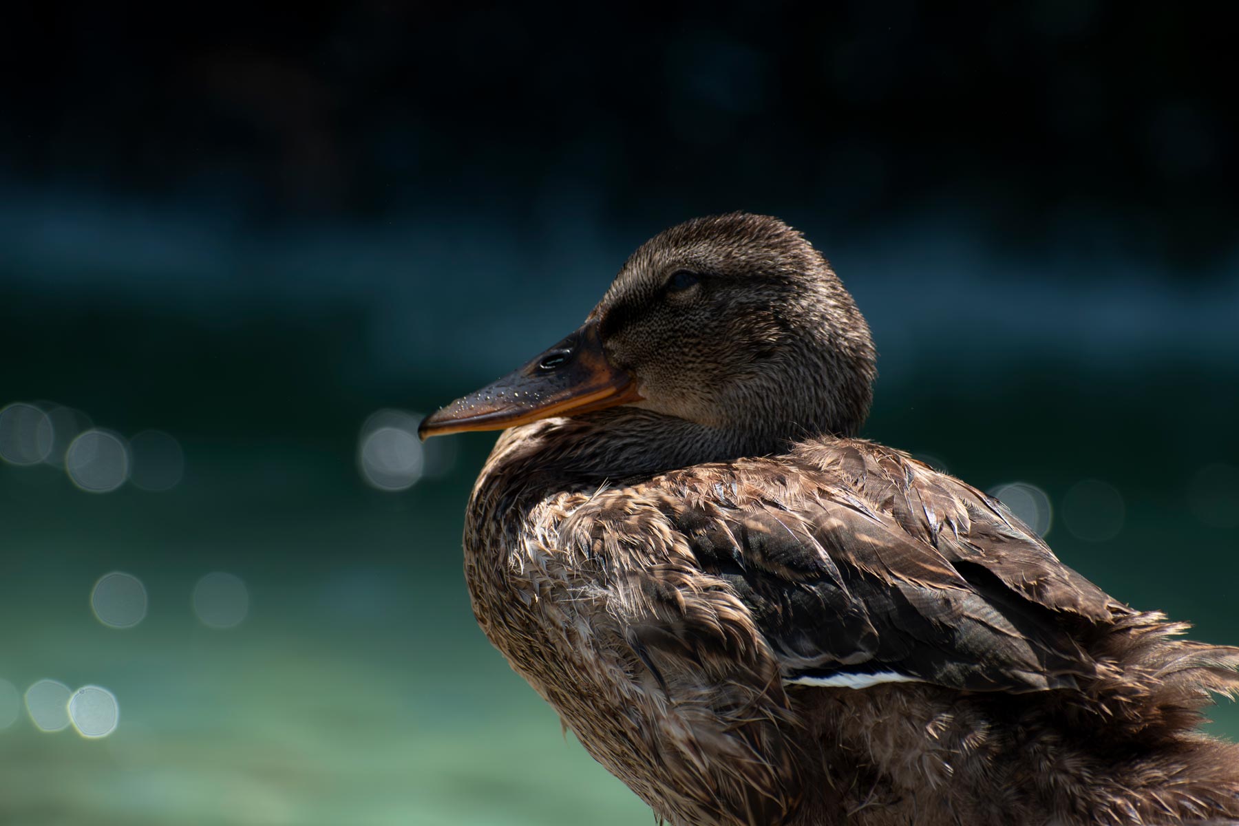 Duck3