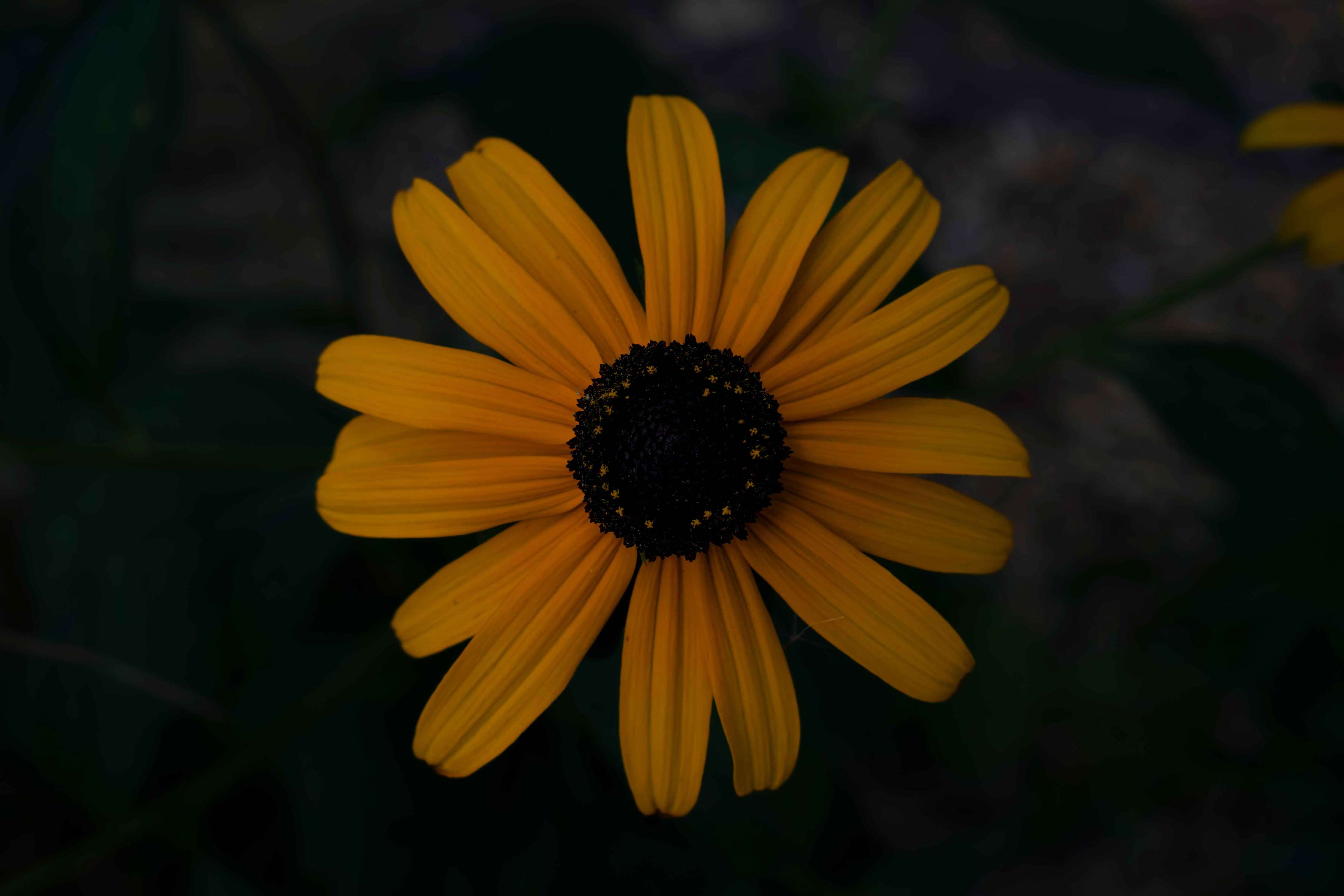 Flower3