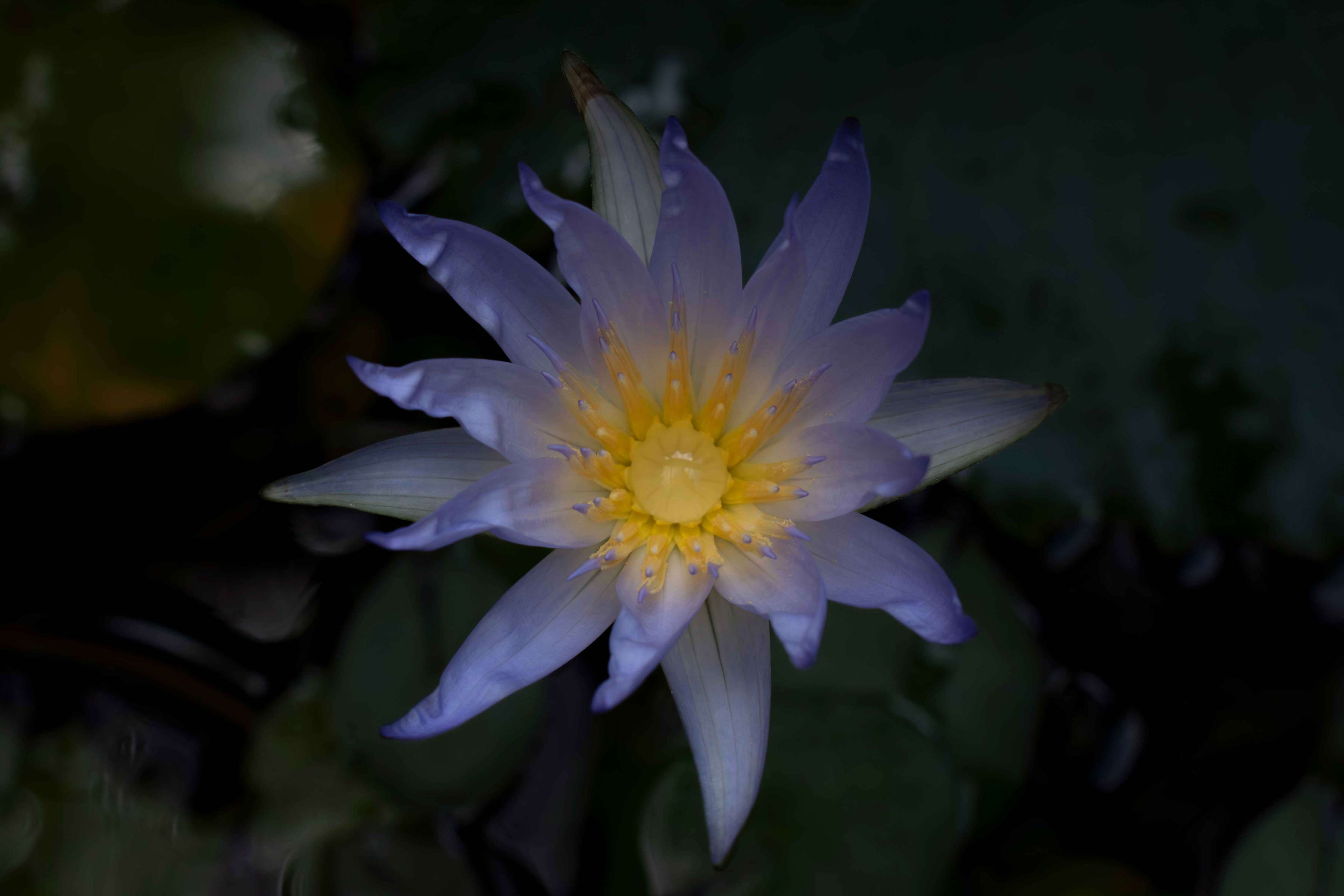 Flower1